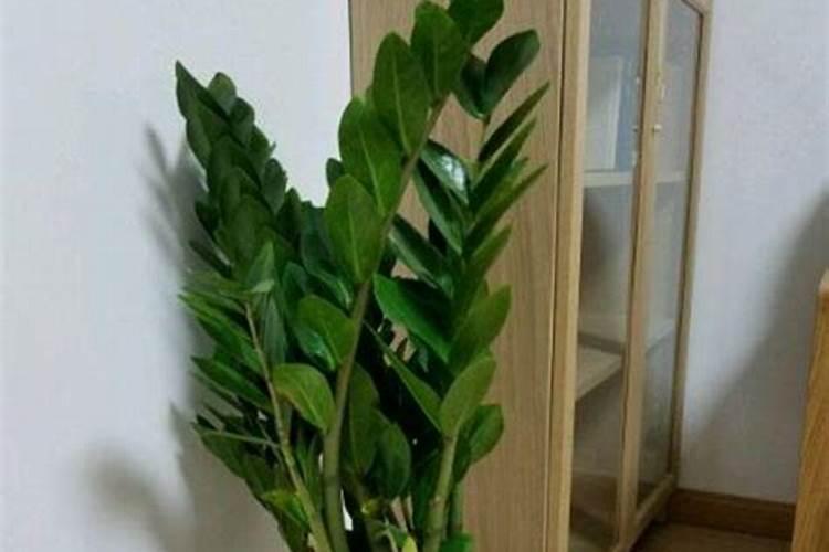 龟背竹如何施肥,龟背竹施什么肥最好(图)