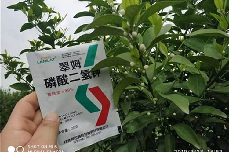 龟背竹不长新叶,学会4个“小技巧”,叶子硕大,浓绿光亮