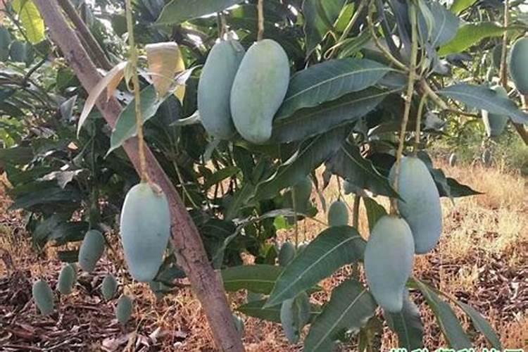在辣椒种植过程中,怎么样施肥才能保证辣椒高产优质？