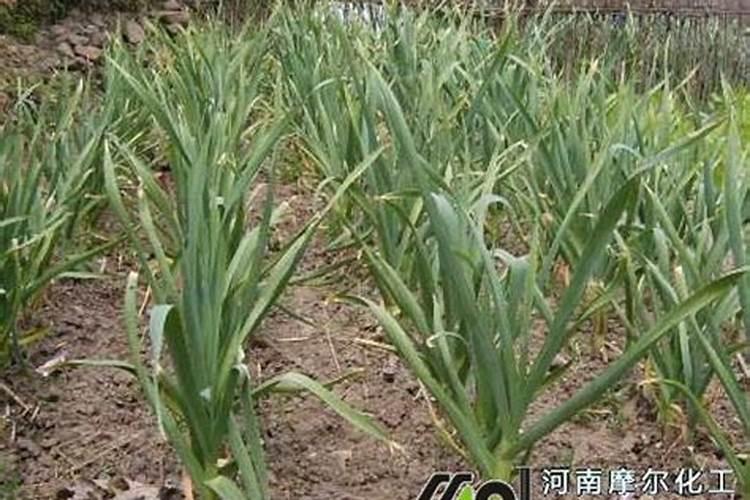 辣椒地用肥哪个配比最好