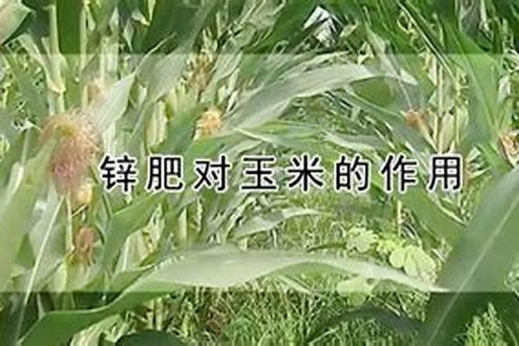 种植辣椒用什么底肥