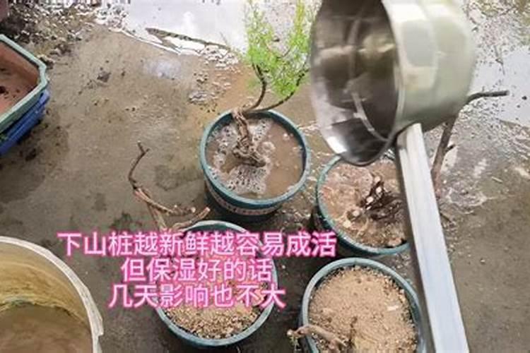 玉米田能用滴灌吗？怎样安装？