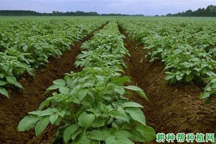玉米水溶肥的使用方法