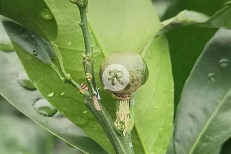 苹果树什么时候用水溶肥,怎么用最好