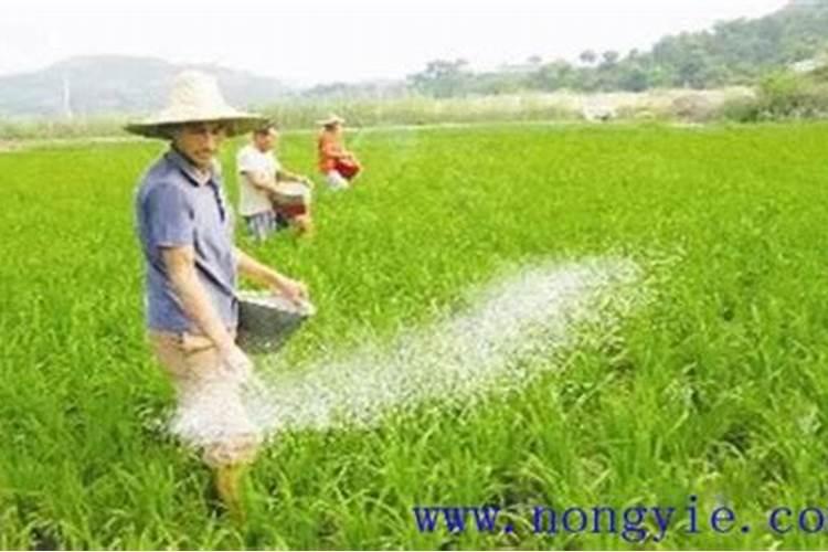 种植黄瓜磷过剩怎么办？