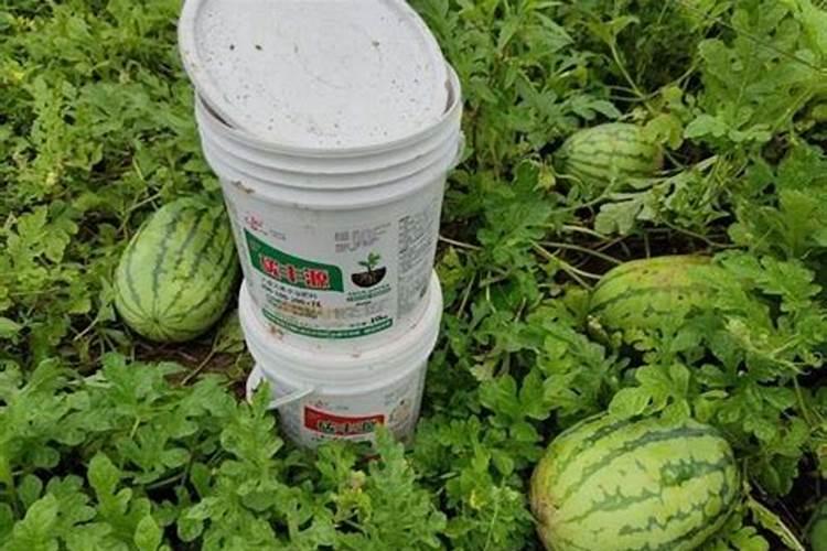 土豆施什么肥好