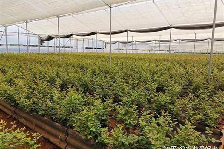 果树用硫酸钾与氯化钾哪个好 什么植物不能用氯化钾