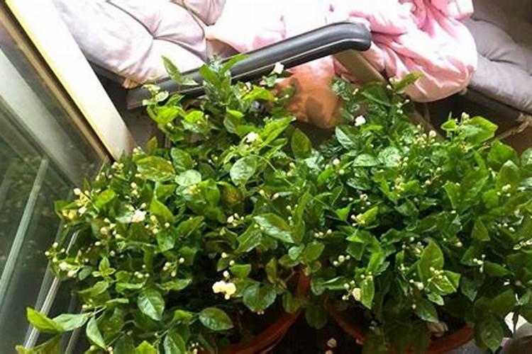 废菜叶怎样做成有机肥