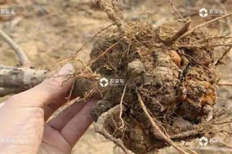 书桩月季嫁接口膨大什么下原因？