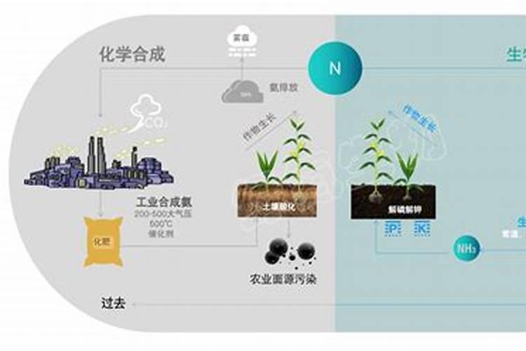 芸苔素使用禁忌有哪些 怎么使用比较好