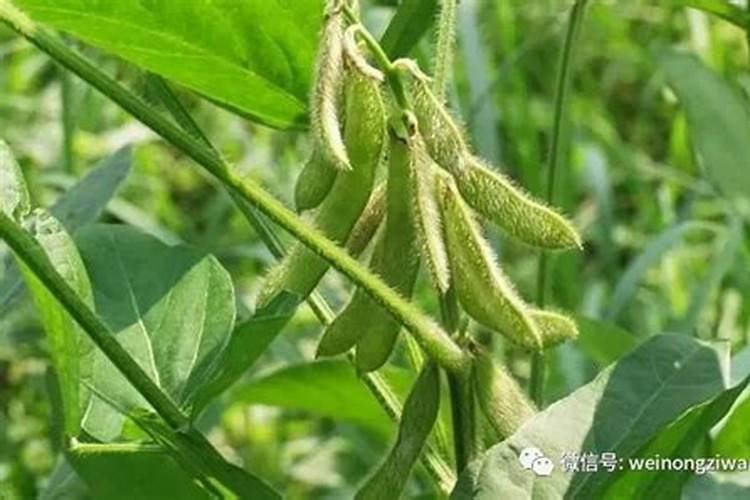 辣椒施肥过多怎么处理,辣椒施肥过多的症状