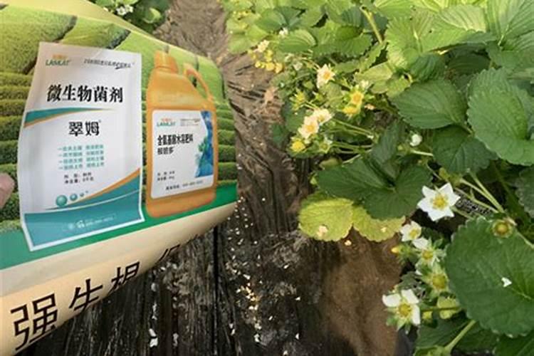 新栽苹果树如何施肥