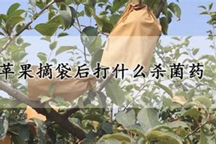 果实如何快速膨果？用啥肥料比较好？