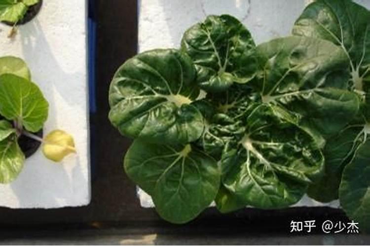 种青菜如何正确施肥
