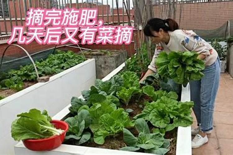 种青菜如何正确施肥