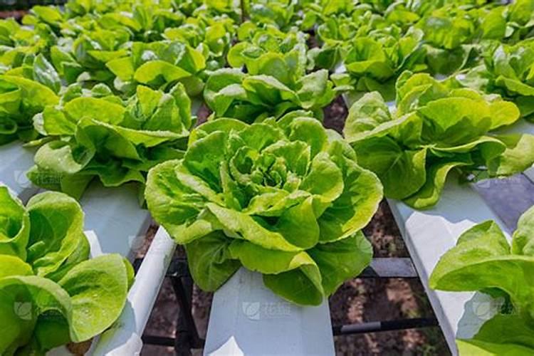 青菜施什么肥最好