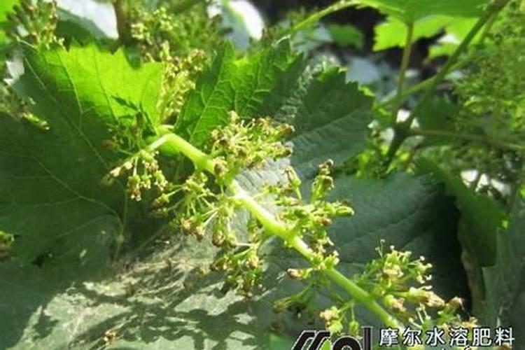 全国水溶肥前十名厂家,十大水溶肥品牌都有啥,国产的前十名