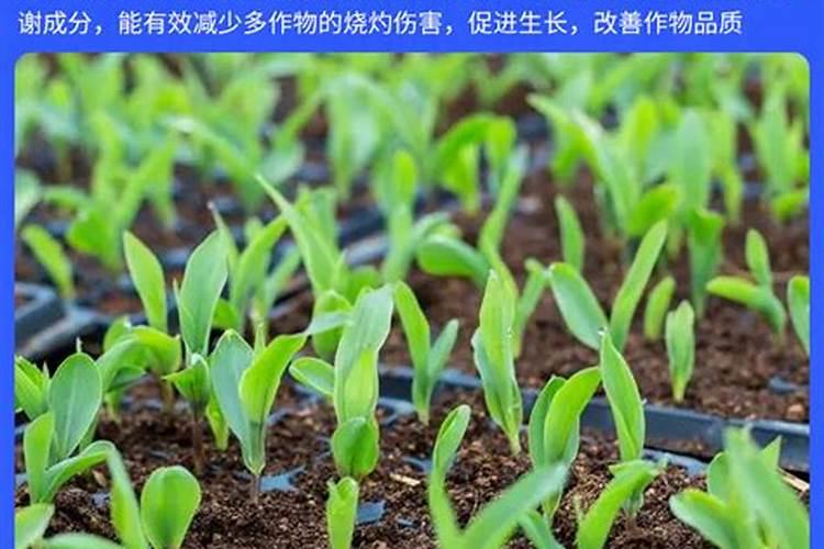 康朴水溶肥几钱一吨