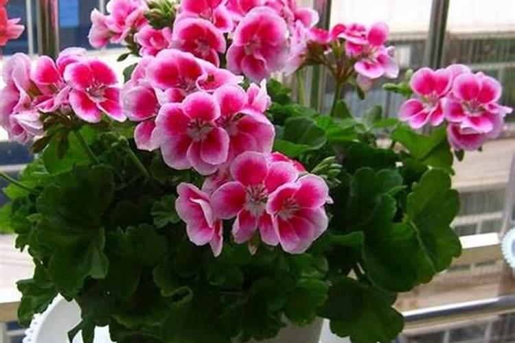 海藻精对植物的作用(肥料海藻精使农作物提早成熟提高产量)