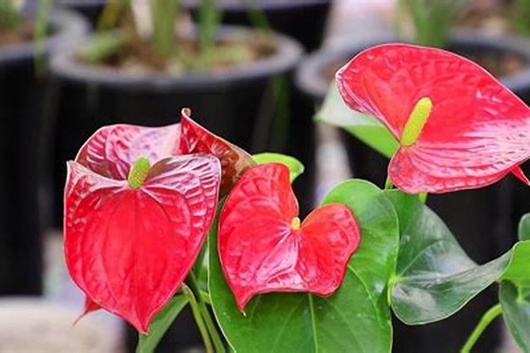红掌花浇什么肥料合适