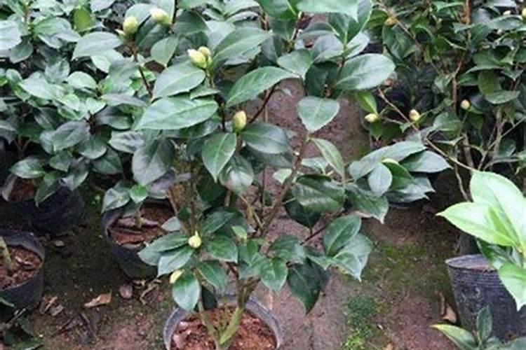 茶花怎么施肥啊
