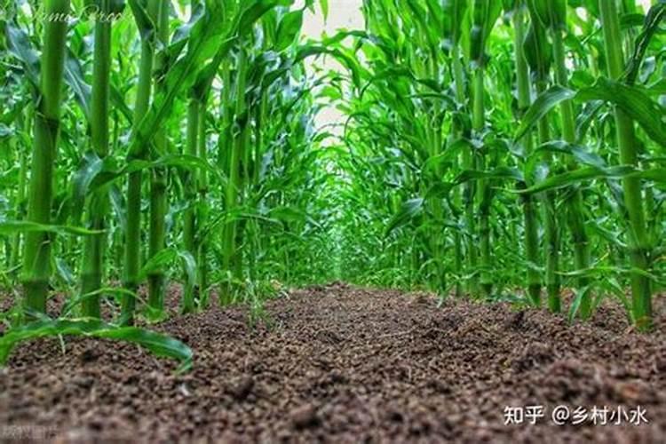 盆栽观叶植物怎样施叶面肥？