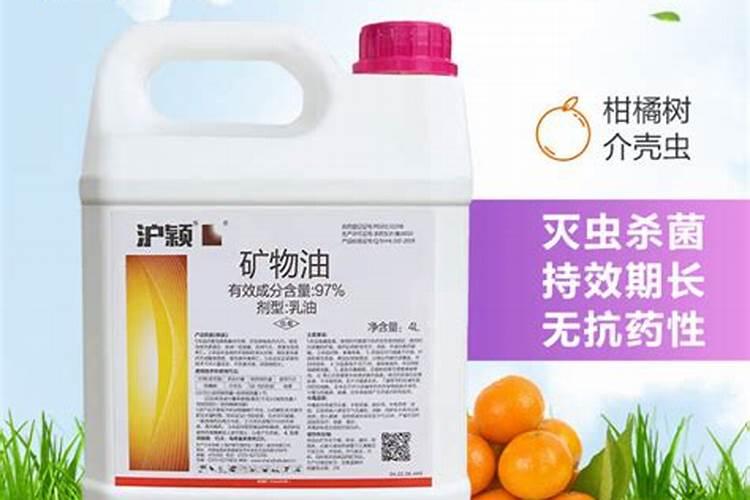 南方植物“花叶络石”四季开花,养殖中需要注意什么问题？