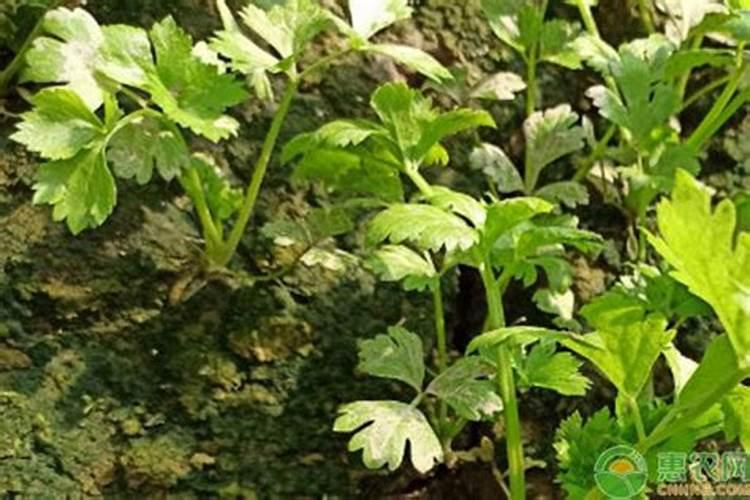 月季花喜肥吗 喜欢施什么肥料