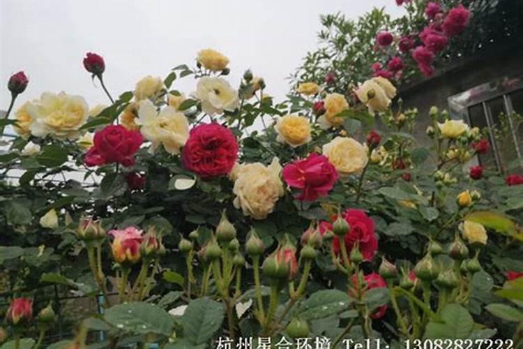 月季花上什么肥料长的好