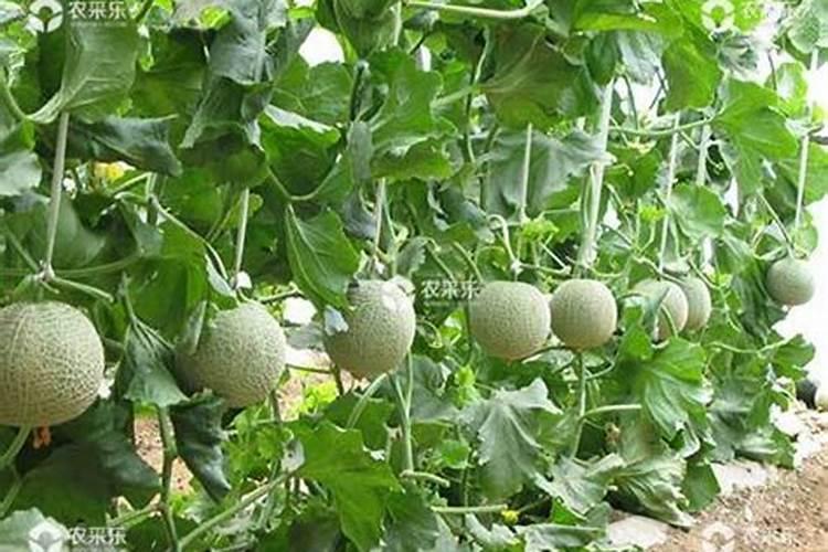芸苔素应用大全