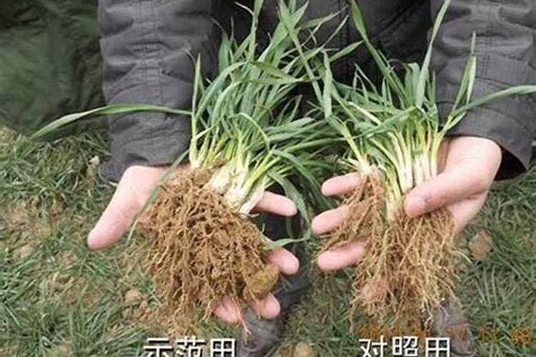 一亩水稻地要用多少化肥和农药