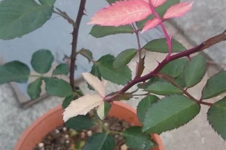 盛花期的苹果树能不能喷芸苔素？