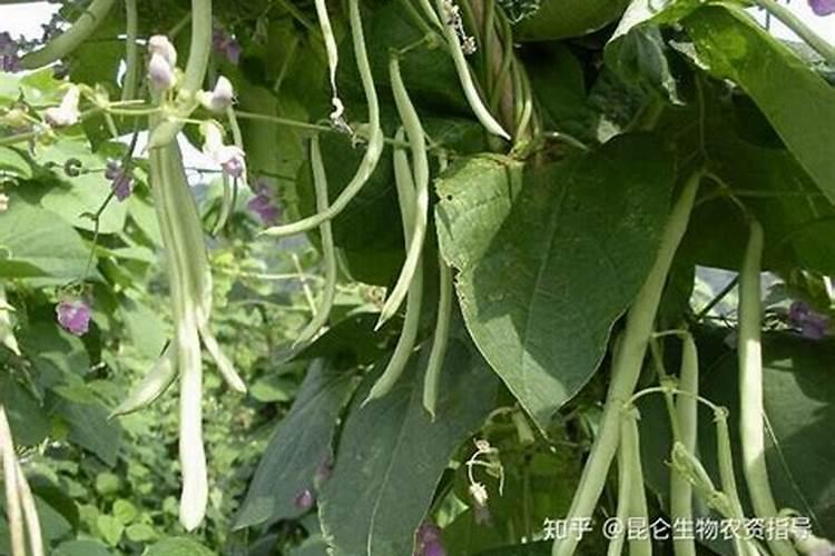 芸豆上什么肥料最好