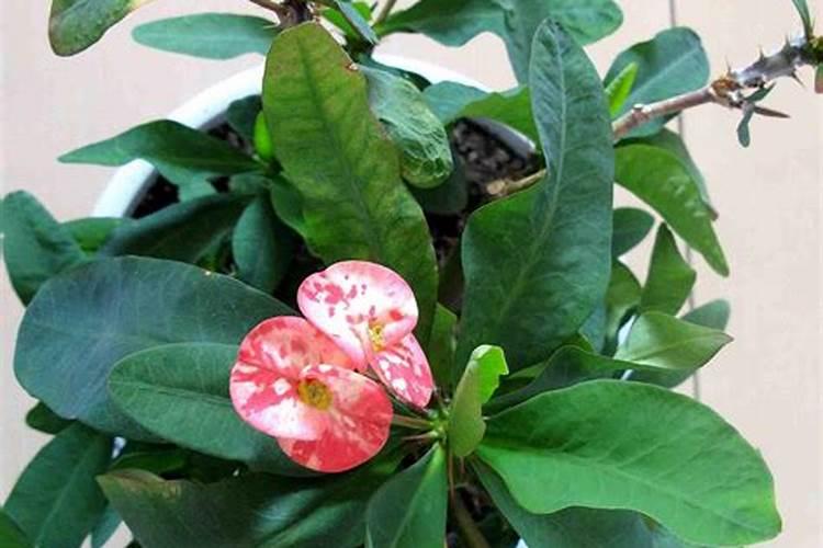 虎刺梅浇什么肥料合适