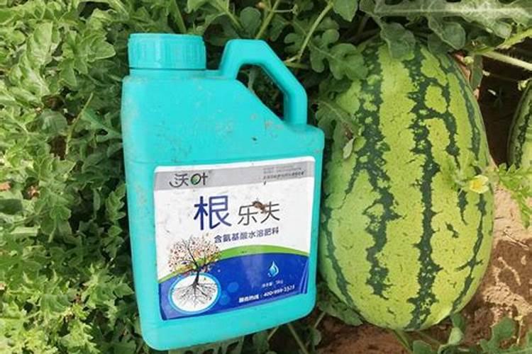 落地生根怎么施肥