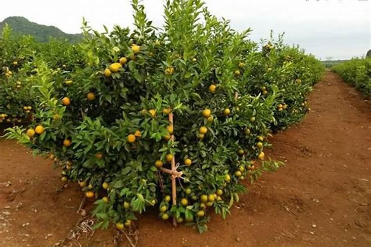 沃柑种植头一年胣什么肥料一个月胣几次肥？