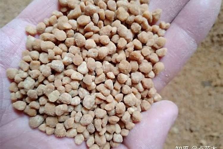 香樟树最好的肥料是什么？