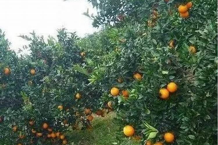 脐橙增甜有哪些方法脐橙增甜的方法介绍