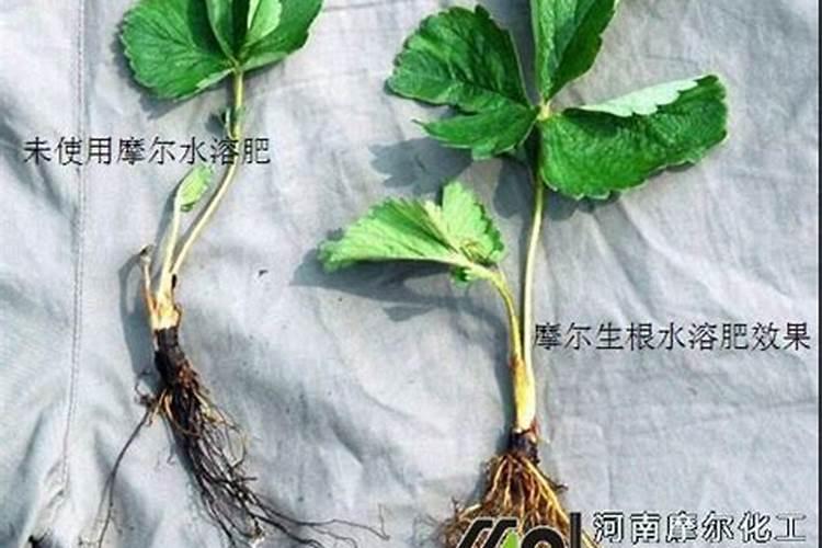 芭乐的施肥方法 芭乐的施肥怎么做