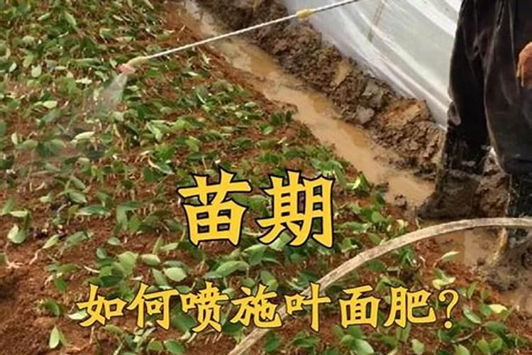 高温高湿天化肥想要存放得不失效,应该怎么保存呢？