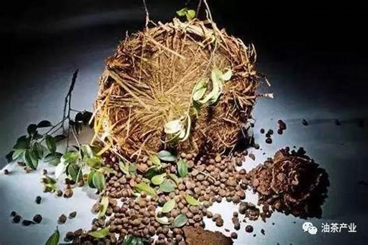 茶枯怎么做肥料