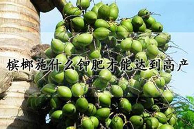 槟榔催花技巧 槟榔催花技巧有哪些