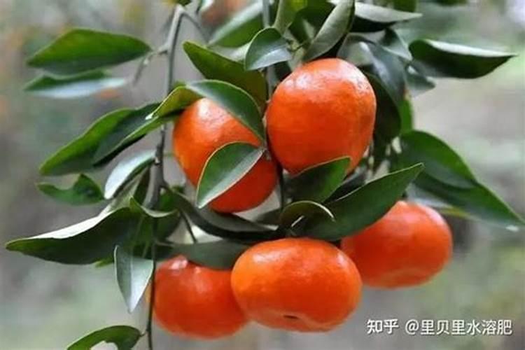 果树缺钙了补充什么钙肥较好？有何依据？
