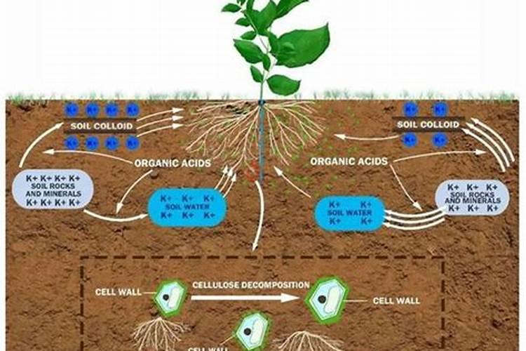 概述植物体对水分和无机盐的吸收、利用和散失过程？