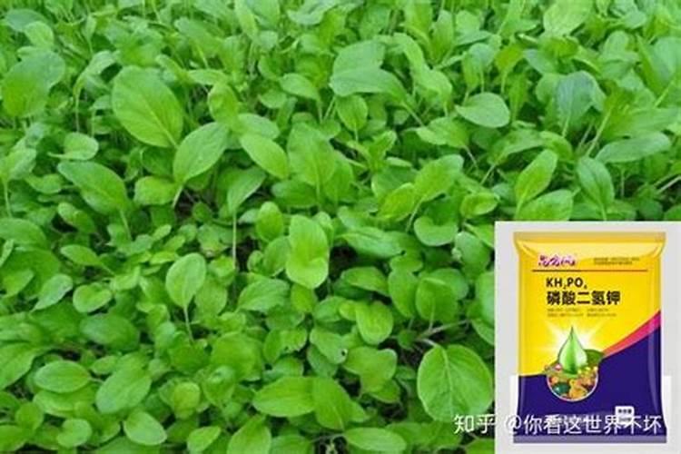 甲壳素肥料的功效与作用
