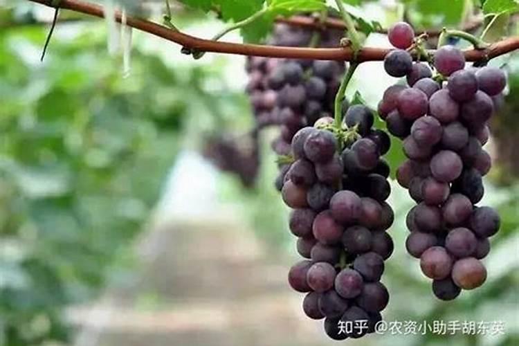 氨基酸肥料的功效与作用,氨基酸肥料和腐殖酸肥料有什么区别