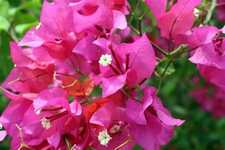 三角梅开花时可以施复合肥吗？为什么？