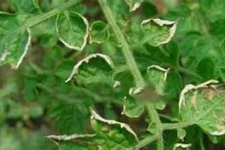 水稻施硅肥应该怎么施？一亩田用多少硅肥？