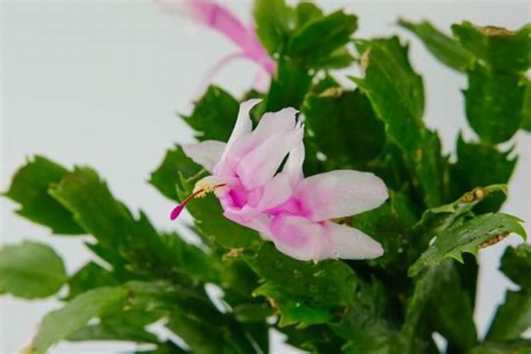 盆栽花怎样用钾肥(钾肥浇花)
