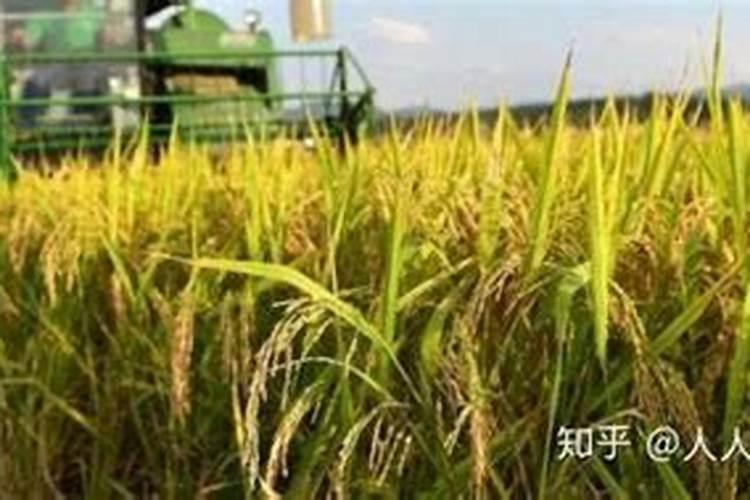 小麦种上多久打除草剂最好